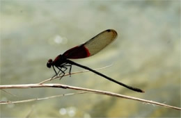 Hetaerina americana - American Rubyspot Damselfly